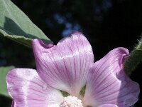 Lavatera cretica 13, Saxifraga-Rutger Barendse