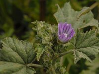 Lavatera cretica 14, Saxifraga-Willem van Kruijsbergen