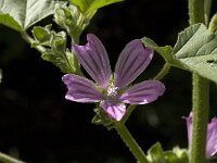 Lavatera cretica 15, Saxifraga-Willem van Kruijsbergen