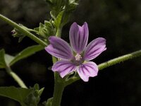 Lavatera cretica 16, Saxifraga-Willem van Kruijsbergen