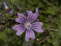 Lavatera cretica 18, Saxifraga-Willem van Kruijsbergen