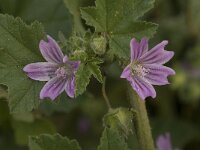 Lavatera cretica 19, Saxifraga-Willem van Kruijsbergen
