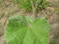 Lavatera cretica 20, Saxifraga-Rutger Barendse