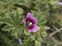 Lavatera cretica 27, Saxifraga-Jan van der Straaten