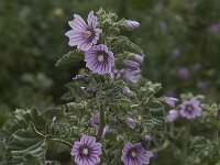 Lavatera cretica 28, Saxifraga-Willem van Kruijsbergen