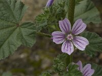 Lavatera cretica 30, Saxifraga-Willem van Kruijsbergen