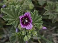 Lavatera cretica 31, Saxifraga-Willem van Kruijsbergen