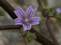 Lavatera cretica 32, Saxifraga-Willem van Kruijsbergen