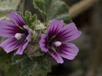 Lavatera cretica 33, Saxifraga-Willem van Kruijsbergen