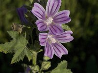 Lavatera cretica 34, Saxifraga-Jan van der Straaten