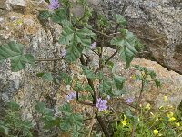 Lavatera cretica 36, Saxifraga-Willem van Kruijsbergen