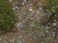 Lavatera cretica 38, Saxifraga-Willem van Kruijsbergen