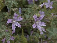 Lavatera cretica 39, Saxifraga-Willem van Kruijsbergen