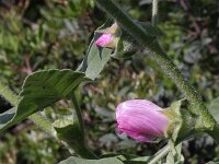 Lavatera cretica 4, Saxifraga-Rutger Barendse