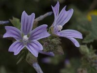 Lavatera cretica 40, Saxifraga-Willem van Kruijsbergen