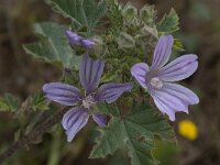 Lavatera cretica 41, Saxifraga-Willem van Kruijsbergen