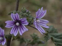 Lavatera cretica 42, Saxifraga-Willem van Kruijsbergen