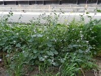 Lavatera cretica 43, Saxifraga-Rutger Barendse