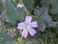 Lavatera cretica 44, Saxifraga-Rutger Barendse