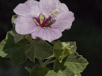 Lavatera maritima 10, Saxifraga-Jan van der Straaten