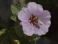 Lavatera maritima 11, Saxifraga-Willem van Kruijsbergen