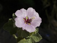 Lavatera maritima 12, Saxifraga-Jan van der Straaten