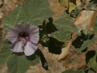 Lavatera maritima 14, Saxifraga-Jan van der Straaten