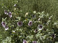 Lavatera maritima 15, Saxifraga-Willem van Kruijsbergen