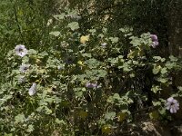 Lavatera maritima 19, Saxifraga-Willem van Kruijsbergen