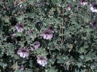 Lavatera maritima 2, Saxifraga-Jan van der Straaten