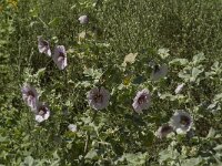 Lavatera maritima 20, Saxifraga-Jan van der Straaten