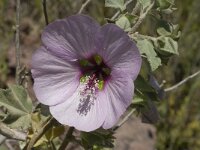 Lavatera maritima 22, Saxifraga-Jan van der Straaten