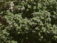 Lavatera maritima 23, Saxifraga-Willem van Kruijsbergen