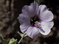 Lavatera maritima 24, Saxifraga-Willem van Kruijsbergen