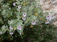 Lavatera maritima 26, Saxifraga-Peter Meininger