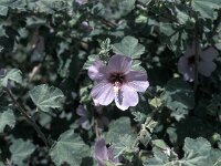 Lavatera maritima 3, Saxifraga-Jan van der Straaten