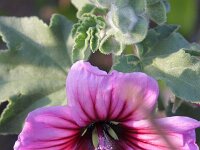 Lavatera maritima 5, Saxifraga-Rutger Barendse