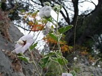 Lavatera maritima 6, Saxifraga-Jeroen Willemsen