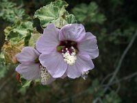 Lavatera maritima 7, Saxifraga-Jeroen Willemsen