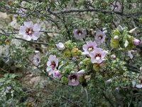 Lavatera maritima 8, Saxifraga-Jeroen Willemsen