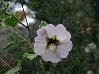 Lavatera maritima 9, Saxifraga-Jeroen Willemsen