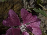Lavatera olbia 2, Saxifraga-Willem van Kruijsbergen