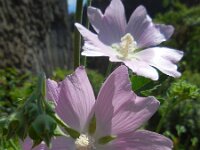 Lavatera thuringiaca 3, Saxifraga-Ed Stikvoort