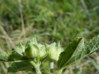 Lavatera trimestris 10, Saxifraga-Rutger Barendse