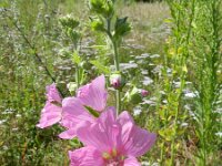Lavatera trimestris 11, Saxifraga-Rutger Barendse