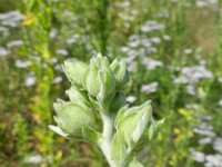 Lavatera trimestris 12, Saxifraga-Rutger Barendse