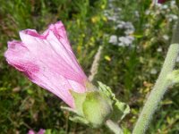 Lavatera trimestris 13, Saxifraga-Rutger Barendse