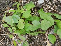 Lavatera trimestris 15, Saxifraga-Rutger Barendse