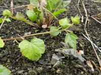 Lavatera trimestris 16, Saxifraga-Rutger Barendse