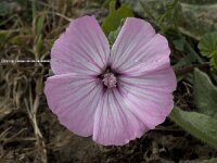 Lavatera trimestris 2, Saxifraga-Willem van Kruijsbergen
